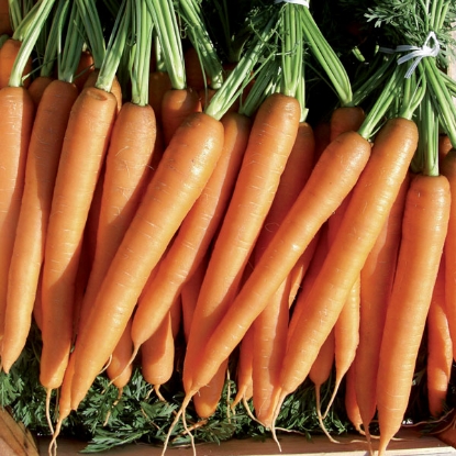 Picture of Carrot Merida F1 Organic Seed